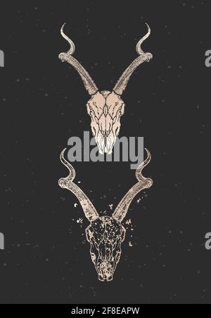 Illustrazione vettoriale con due varianti di cranio antilope disegnato a mano su sfondo nero. Silhouette dorate e contorno con texture grunge. Per voi desi Illustrazione Vettoriale