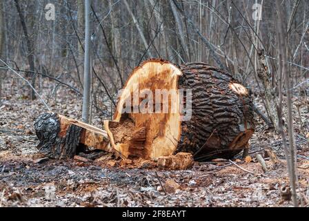 Taglia giù vecchio tronco di albero malato in parco pubblico dentro inizio primavera Foto Stock