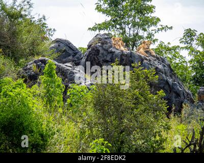 Parco Nazionale Serengeti, Tanzania, Africa - 29 febbraio 2020: I cuccioli leoni sulla roccia godendosi il sole Foto Stock