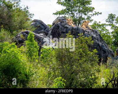 Parco Nazionale Serengeti, Tanzania, Africa - 29 febbraio 2020: I cuccioli leoni sulla roccia godendosi il sole Foto Stock