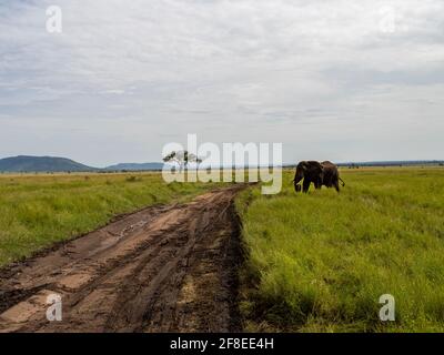 Parco Nazionale di Serengeti, Tanzania, Africa - 29 febbraio 2020: Elefante africano che attraversa la strada sterrata del Parco Nazionale di Serengeti Foto Stock
