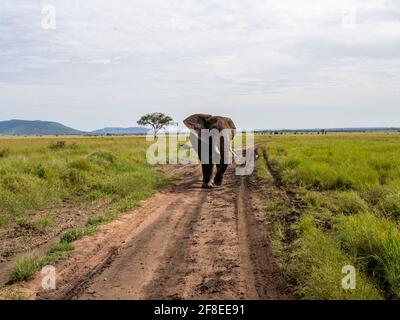 Parco Nazionale di Serengeti, Tanzania, Africa - 29 febbraio 2020: Elefante africano che cammina lungo il sentiero sterrato del Parco Nazionale di Serengeti Foto Stock