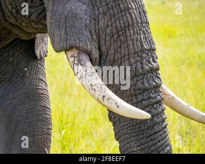 Parco Nazionale Serengeti, Tanzania, Africa - 29 febbraio 2020: Primo piano tronco di elefante africano e zanne Foto Stock