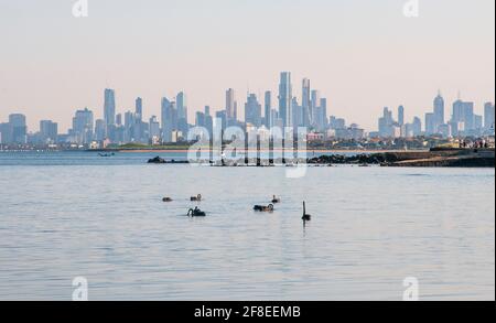 Skyline del CBD di Melbourne visto attraverso Port Phillip Bay da Middle Brighton, Victoria, Australia. I cigni neri stanno navigando nelle vicinanze. Foto Stock