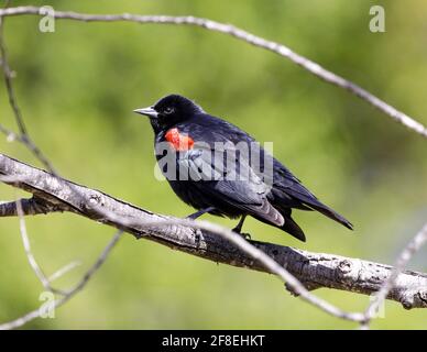 Maschio adulto Blackbird alato rosso appollaiato su un ramo di albero. Santa Clara County, California, Stati Uniti. Foto Stock