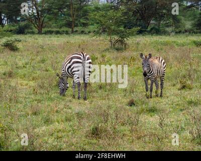 Zebre che pascolano lungo la Savannah nel lago Nakuru, Kenya, Africa Foto Stock