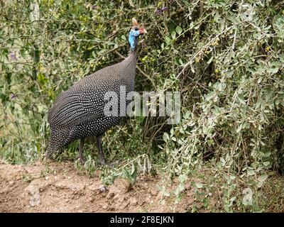 Guineafonli nel cespuglio della Savannah africana, Kenia, Africa Foto Stock