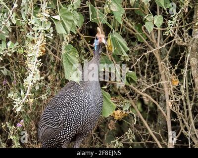 Guineafonli nel cespuglio della Savannah africana, Kenia, Africa Foto Stock