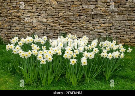 Narcisi primaverili di fronte ad un muro di pietra di cotswold nel villaggio di cotswold di Coln St Dennis, Gloucestershire, Cotswolds, Inghilterra Foto Stock