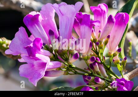 Fiori viola della vite all'aglio o Mansooa alliacea Foto Stock