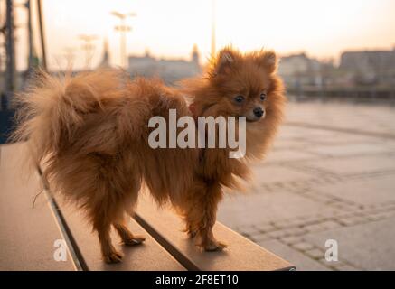 Pomeranian Spitz, cuccioli Foto Stock