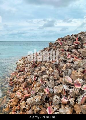 E un enorme mucchio di conchiglie lungo la costa marina dell'isola di Bimini nelle Bahamas. Foto Stock