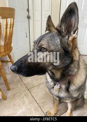 Profilo laterale di un bel cane adulto tedesco purebred Shepard. Foto Stock