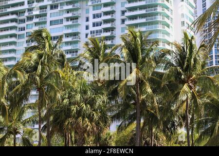 Grande fila di palme conigliate insieme di fronte ad un condominio di appartamenti. Ambiente tropicale a Miami Beach, Florida. Punta sud Foto Stock