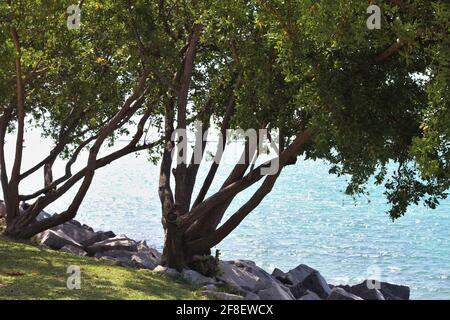 Sfondo di alberi che crescono sulla costa con ombre con acque oceaniche sfocate sullo sfondo. Foto Stock