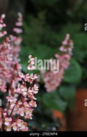 Primo piano di fiori di begonia rosa e rossa, una specie di Begonias. I fiori stanno crescendo in un giardino. Foto con sfondo sfocato. Foto Stock