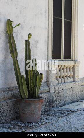 Rustic Arrow Cactus De Flecha Rústica En Maceta Con Arte De Jardin De Flo