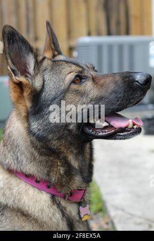 Primo piano di un bel cane adulto tedesco in purebred Shepard, sfondo sfocato. Foto Stock