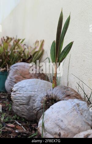 Germoglio di un albero di cocco che esce da una noce di cocco secca, all'aperto atmosfera tropicale Foto Stock