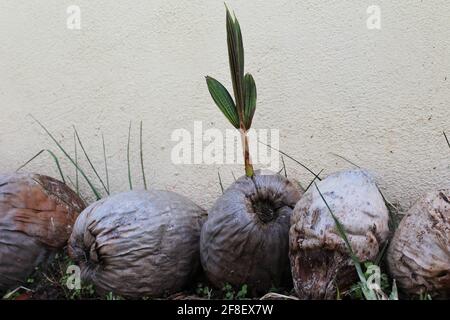 Germoglio di un albero di cocco che esce da una noce di cocco secca, all'aperto atmosfera tropicale Foto Stock