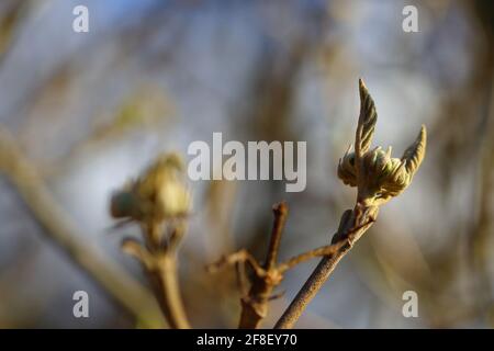 chiusura di giovani tiri in primavera Foto Stock