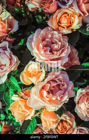 Un roseto rosa pallido in fiore, circondato da foglie verdi con bassa luce solare di primavera del pomeriggio Foto Stock