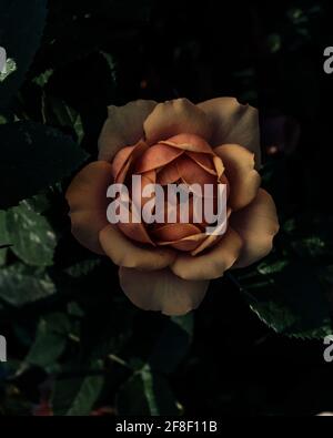 In primavera fiorisce una rosa con luce scarsa Foto Stock