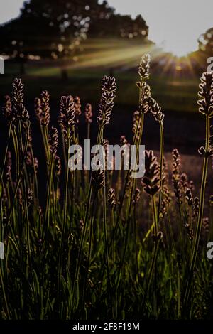 La lavanda fiorisce nel giardino con la luce del sole che tramonta Foto Stock