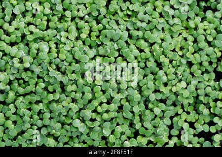 La crescita di micrograni di senape per uno stile di vita sano. Semi di senape germogliati da vicino. Vista dall'alto. Foto Stock