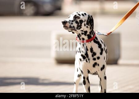 Giovane cane dalmata al guinzaglio vicino al proprietario sul via Foto Stock
