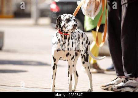 Giovane cane dalmata al guinzaglio vicino al proprietario sul via Foto Stock