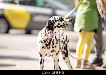 Giovane cane dalmata al guinzaglio vicino al proprietario sul via Foto Stock