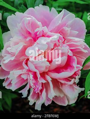 La pinky peony fiorisce nel sole primaverile Foto Stock