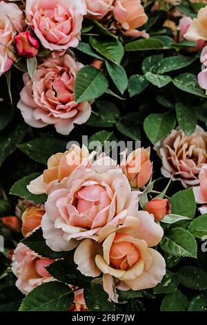 Un roseto rosa pallido in fiore, circondato da foglie verdi con bassa luce solare di primavera del pomeriggio Foto Stock