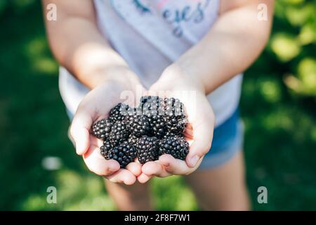 Girl Holding Blackberries appena selezionato. Frutti di bosco estivi. Cibo biologico. Foto Stock