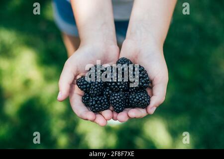 Girl Holding Blackberries appena selezionato. Frutti di bosco estivi. Cibo biologico. Foto Stock