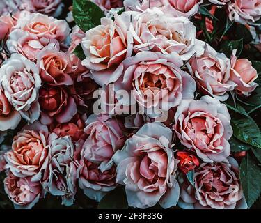 Rosa pallido fiorisce su un roseto nella morbida luce primaverile Foto Stock