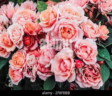 Rosa pallido fiorisce su un roseto nella morbida luce primaverile Foto Stock