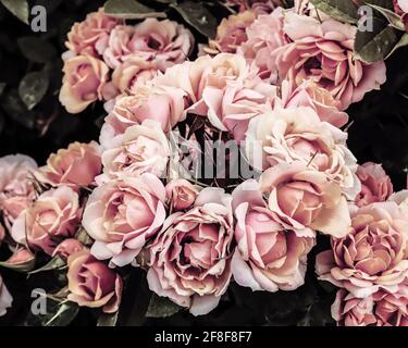 Rosa pallido fiorisce su un roseto nella morbida luce primaverile Foto Stock