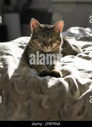 Primo piano ritratto di un gatto domestico che dorme su un letto a casa. Animale serio e messo a fuoco. Retroilluminazione. Gatto shorthair americano. Gambe. Gattino soffice. Foto Stock