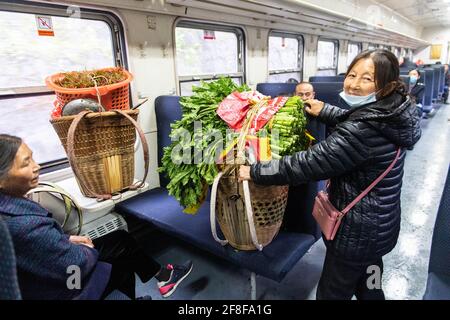 (210414) -- CHANGSHA, 14 aprile 2021 (Xinhua) -- UN passeggero tiene verdure fresche sul treno 7266 nella provincia di Hunan della Cina centrale, 11 aprile 2021. I treni 7265/7266/7267 iniziarono a funzionare nel 1995, estendendosi per più di 300 chilometri dalla stazione di Huaihua alla stazione di Lixian. I treni passano 37 fermate lungo la strada in 9 ore e 16 minuti. I prezzi dei biglietti variano da 1 yuan a 23.5 yuan (circa 0.15-3.59 dollari USA), che non sono stati aumentati in 26 anni. I treni attraversano le montagne di Wuling. Grazie a loro, gli abitanti del villaggio non solo possono trasportare frutta, verdura e altre loca Foto Stock