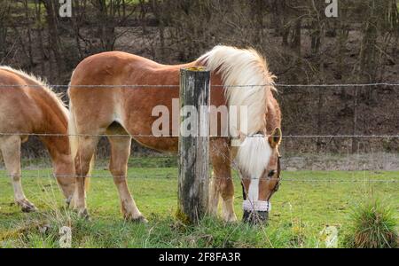 Cavalli haflinger o avelignesi (Equus ferus caballus) con muso pascolo ad alimentazione lenta nei pressi di una foresta, Westerwald, Renania-Palatinato, Germania, Europa Foto Stock