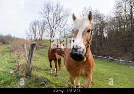 Cavalli haflinger o avelignesi (Equus ferus caballus) con muso pascolo ad alimentazione lenta nei pressi di una foresta, Westerwald, Renania-Palatinato, Germania, Europa Foto Stock