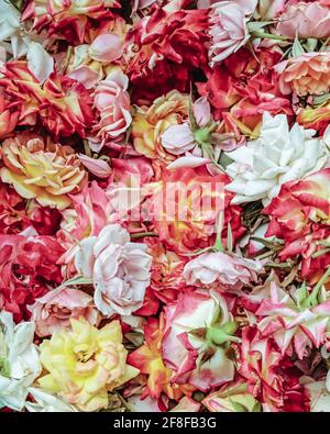 Varie rose colorate raccolte insieme Foto Stock
