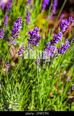 Viola Lavanda fiorire in giardino Foto Stock