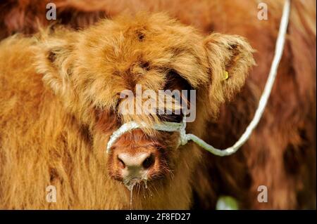 Highland calf in una balena al Royal Welsh Show, Builth Wells, Regno Unito. Foto Stock