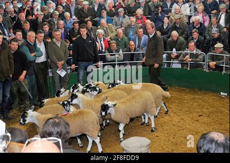 Vendite di agnello mule gimmer nel nord dell'Inghilterra al negozio di asta Hawes nel Nord Yorkshire, Regno Unito. Foto Stock