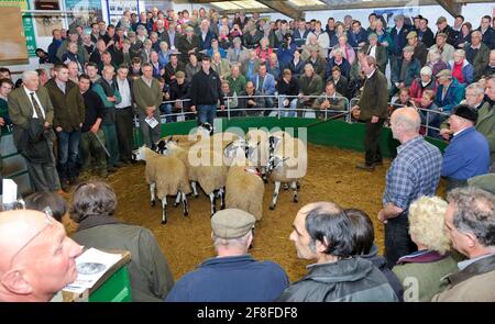 Vendite di agnello mule gimmer nel nord dell'Inghilterra al negozio di asta Hawes nel Nord Yorkshire, Regno Unito. Foto Stock