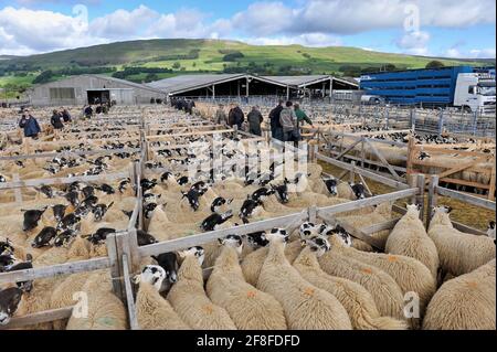 Vendite di agnello mule gimmer nel nord dell'Inghilterra al negozio di asta Hawes nel Nord Yorkshire, Regno Unito. Foto Stock