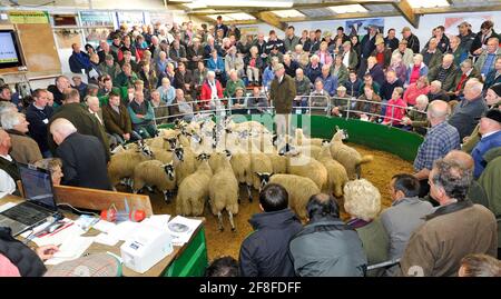 Vendite di agnello mule gimmer nel nord dell'Inghilterra al negozio di asta Hawes nel Nord Yorkshire, Regno Unito. Foto Stock